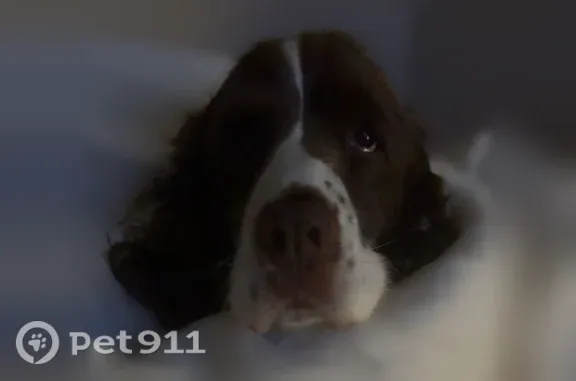 Lost dog, female English springer spaniel, Veterans Memorial Parkway, 4829, Lanett — brown and white fur - photo