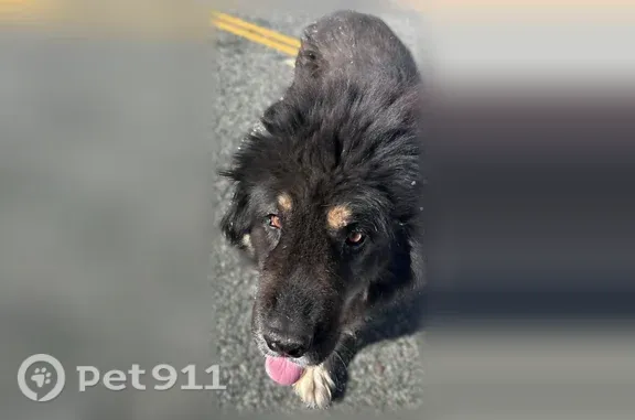 Lost male dog, County Route A5, 15778, Cottonwood, Cottonwood — shaved with long hair on his head - photo