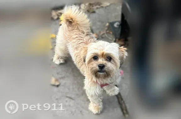 Lost dog, North Irving Avenue, 2101, Minneapolis — female with a pink harness - photo
