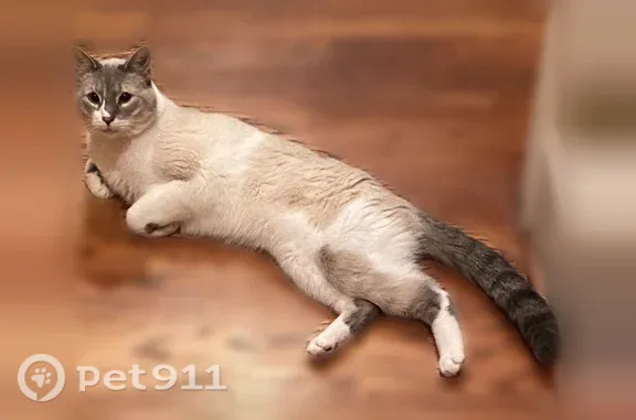 Lost and found pets Woodstock, photo: Lost male cat, Persimmon Trail, 125, Woodstock — shy indoor cat