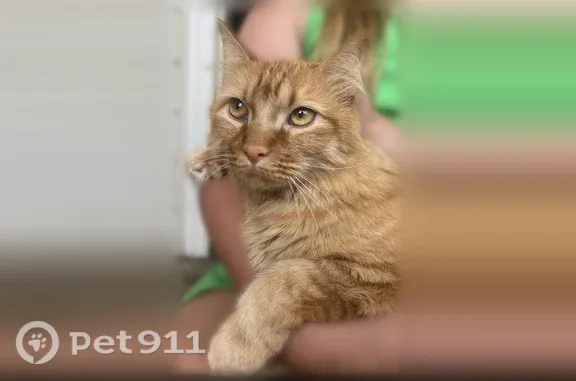 Missing cat Yukon, photo: Lost cat, male, Oklahoma City, Oklahoma, Yukon — orange and white, named Kevin
