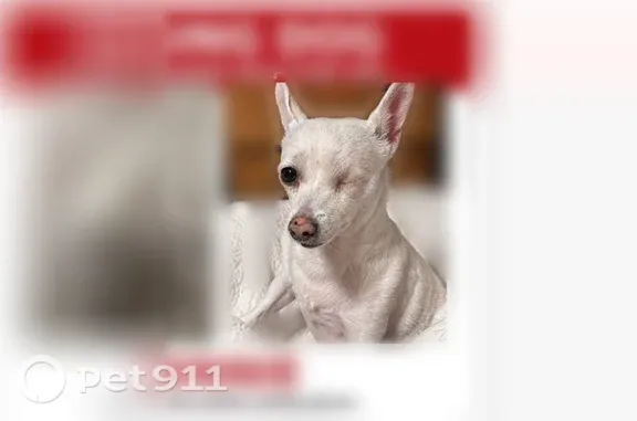 Lost dog, female, 8th Street, 398, Blanco, Blanco — white senior Chihuahua with limited hearing, smell and vision - photo