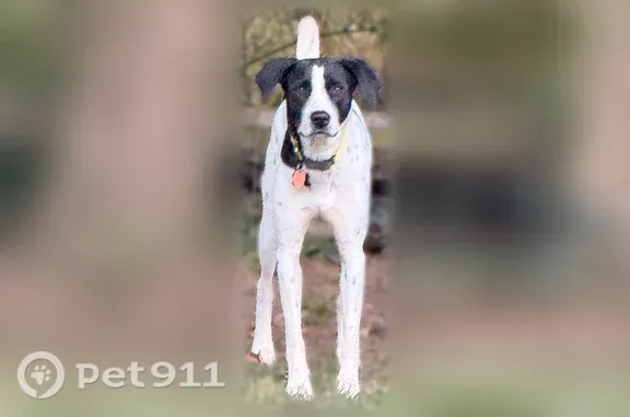 Missing dog Herndon, photo: Lost dog, Taustin Lane, 12705, Herndon — female, very friendly
