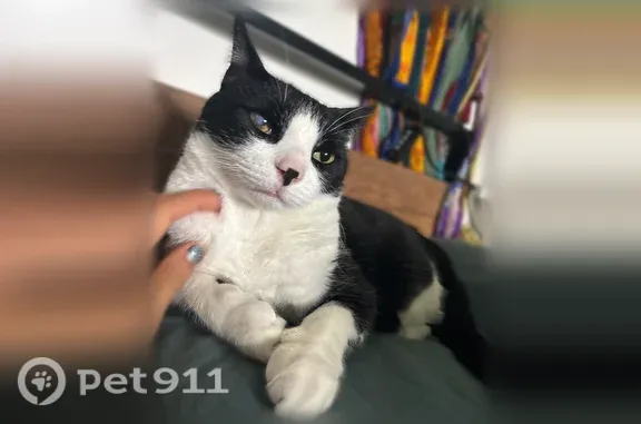 Lost Cat, Male, Curlew Street, 2644, San Diego, Oakland — Cloudy Right Eye - photo