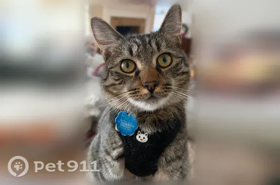Lost male cat, Old Farm Road, Lunenburg, Kingston — green eyes and green-red vest - photo