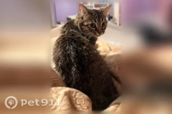 Lost and found pets Lawrenceville, photo: Lost male cat, Molly Drive, 2818, Lawrenceville — easily scared