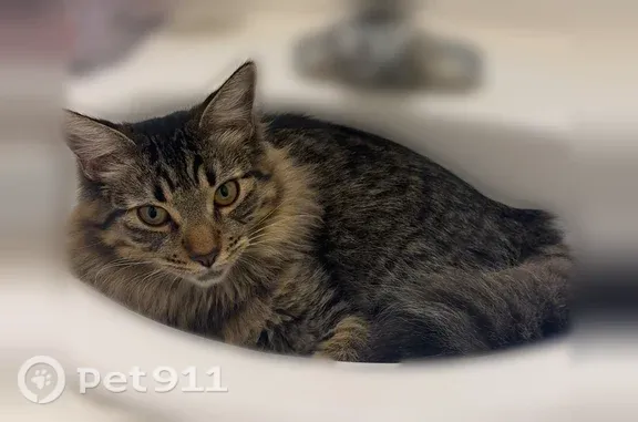 Lost cat, West Haleh Avenue, 6495, Las Vegas — male with a crooked, bent tail - photo
