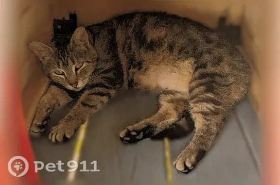 Missing cat Archdale, photo: Lost female cat, Suits Road, 7186, Archdale — gray Seresto collar