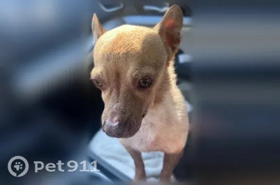 Found dog Bakersfield, photo: Found dog, Coburn Ridge Court and Mountain Ridge, Bakersfield — light beige Chihuahua