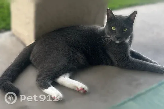 Lost cat, Bluejay Way, Orlando, Ocoee — short-haired male with green eyes - photo