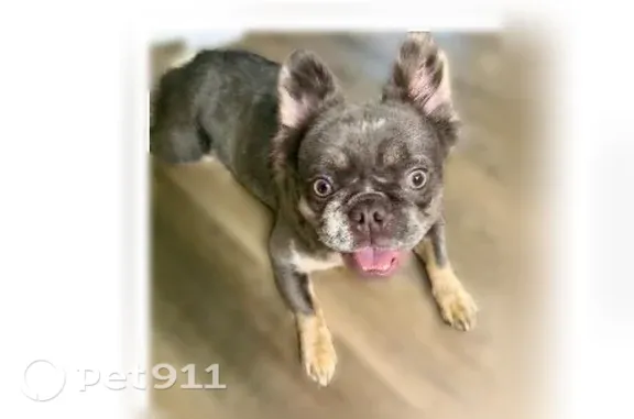 Lost Dog, Boyd Drive, 64, Hoschton, Gainesville - female grey French Bulldog - photo