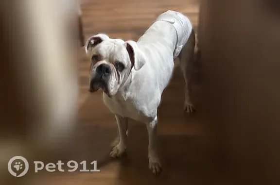 Found dog Manteca, photo: Found dog, Wawona Street, 1215, Manteca — male senior white bulldog with an injured paw
