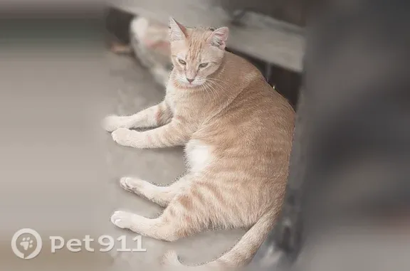 Lost male cat, Cousins Lane, 629, Arlington — purple flea collar and amber eyes - photo