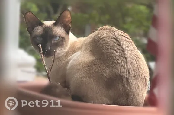 Lost cat, Braeside Court, 148, Cary, Arlington — female with a white coat and brown face, paws, and tail - photo