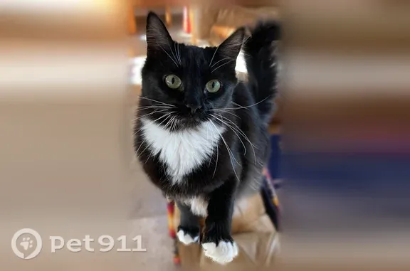 Missing cat Bend, photo: Lost female cat, Woodside Road, 60650, Bend — tuxedo with white paws