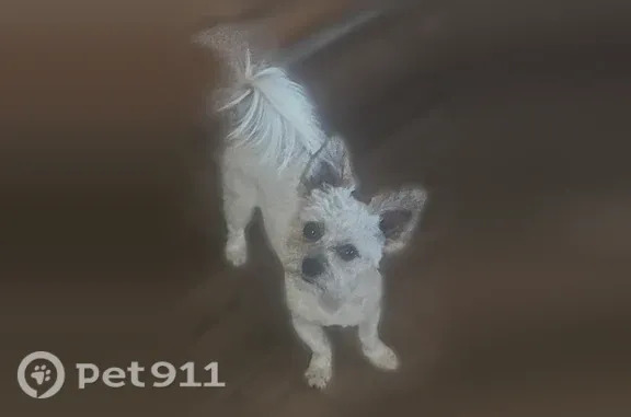 Missing dog Mesa, photo: Lost dog, South 77th Street, 1701, Mesa - male with a white fluffy coat