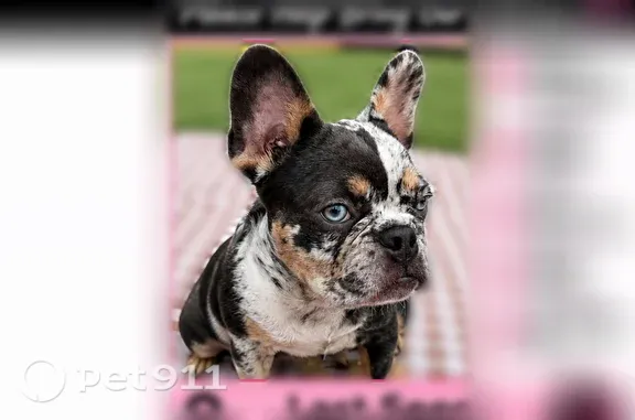 Lost female dog, Creedmoor, Austin — black and white with a split face - photo