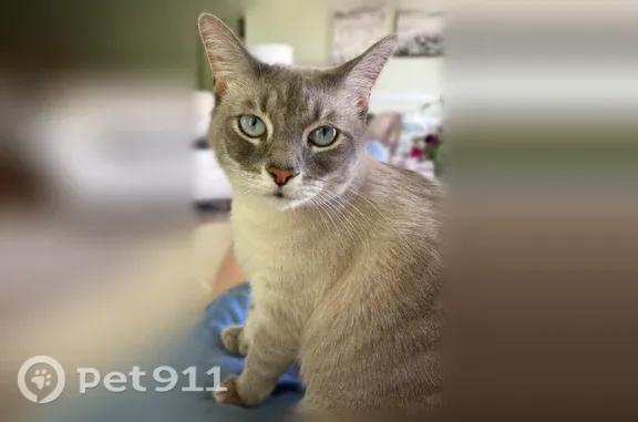 Lost cat, Casey Trail, 10604, Louisville — male with bluish eyes - photo
