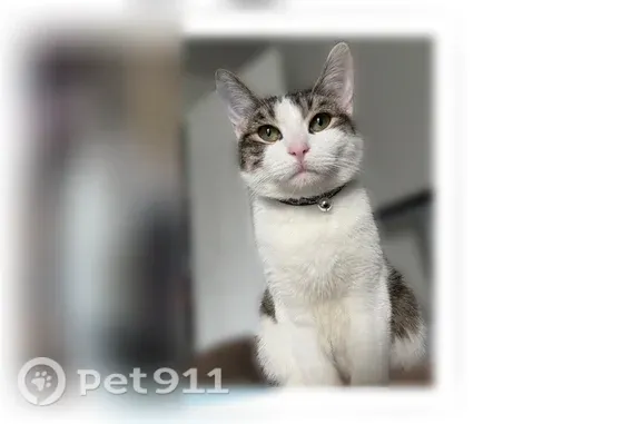 Lost cat, Riverfall Drive, 7879, Dallas — male with green eyes and a collar - photo