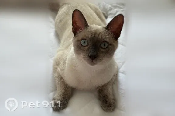 Lost cat, male, East Hazel Street, 368, Inglewood — Siamese with icy blue eyes - photo