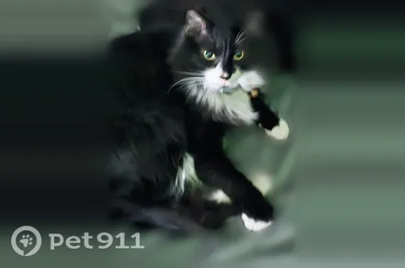 Lost cat, Holloway Avenue, 2410, Maplewood, North St. Paul — male with a white muzzle - photo