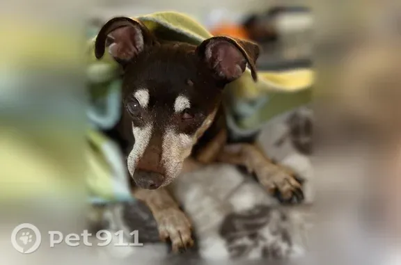 Lost dog, Lampson Avenue, 13061, Garden Grove — female, blind, 12 years old - photo