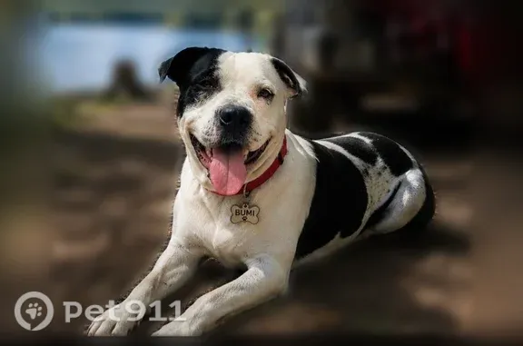 Lost dog, James Drive, Ellijay, Cumming — American bully with a black eye - photo