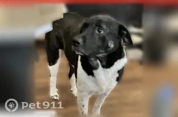 Lost dog, Southeast Green Oaks Boulevard, Arlington — male collie shepherd mix with a curly tail - photo