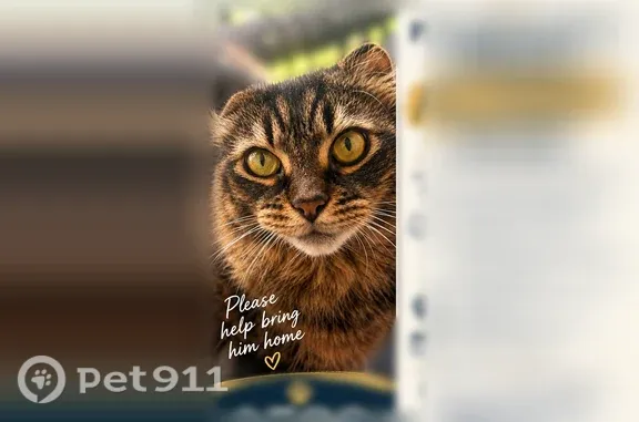 Missing cat North Key Largo, photo: Lost cat, Adams Avenue, 1031, Homestead, North Key Largo — partially deaf male with cauliflowered ears