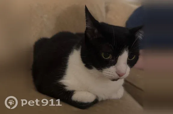Lost female cat, McKinley Avenue, 52, White Plains, Farmers Branch — black and white, indoor - photo