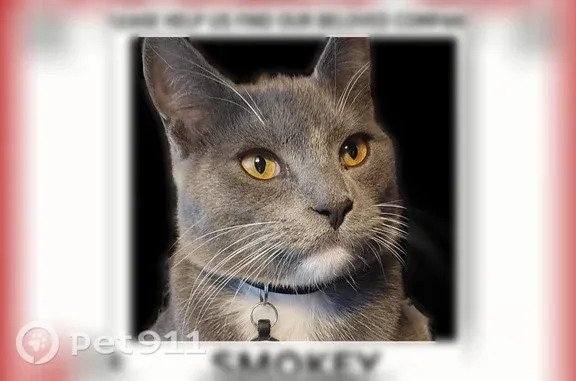 Lost cat, S.O.M. Center Road, 989, Mayfield — male with white chin and chest - photo