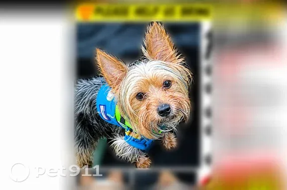 Missing dog Arlington, photo: Lost dog, East Los Angeles, California, Arlington — small male Yorkie without a collar