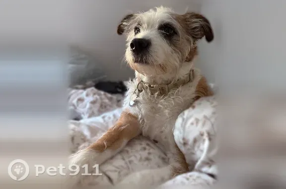 Lost dog, Sunrise Manor, Nevada, Sunrise Manor — female, friendly, mostly white and tan - photo
