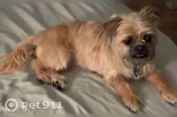 Lost Female Dog, Phoenix — Tan and Black Shih Tzu - photo
