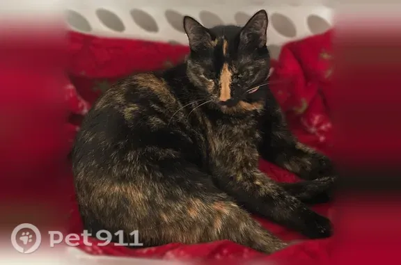 Tortoiseshell has blue heart collar with bell