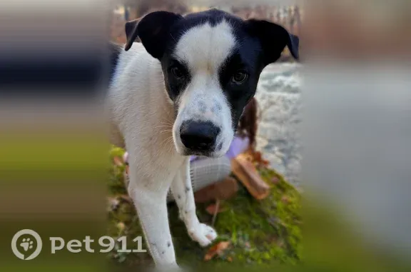 Lost pets Dallas, photo: Lost Dog, Dallas, Texas, Dallas — Male Black and White Mixed Breed