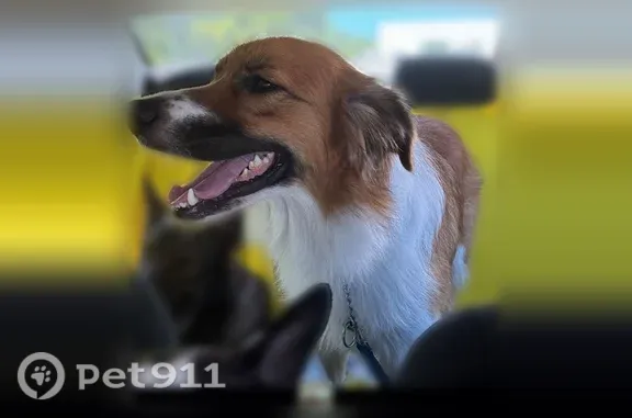 Lost pets Taylor Landing, photo: Lost dog, female, Poinsettia Drive, 4119, Dallas — St. Bernard mix