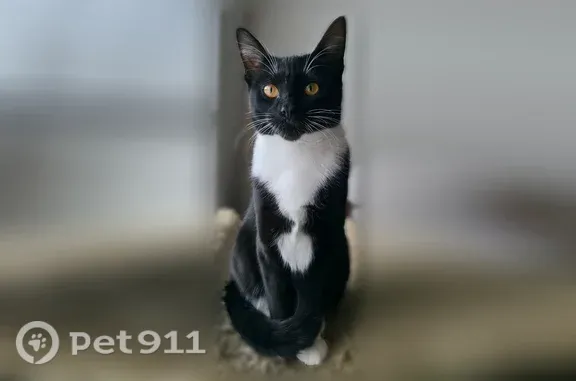 Lost cat, Grand Oaks Trail, 10344, Woodbury, Des Moines — recently spayed female - photo
