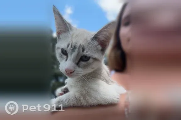 Lost female cat, Walker Road Southwest, 508, Hartselle, Birmingham — blue eyes and black tail - photo
