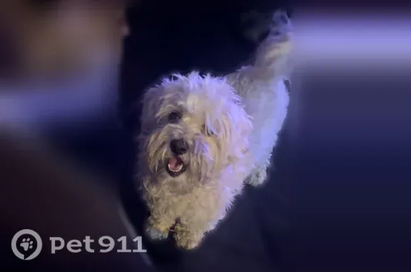 Lost male dog, Pinney Street, 13232, Los Angeles — white Maltipoo with dark spots - photo