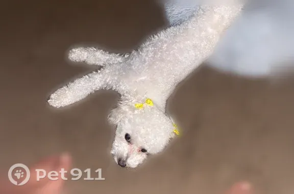Lost dog, Phoenix, Arizona — wearing 2 yellow bows - photo