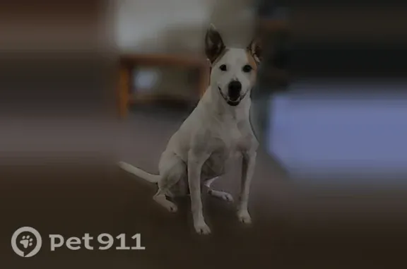 Lost male dog, North Davis Avenue, 1000, Oklahoma City — white with brown spots over his eyes - photo