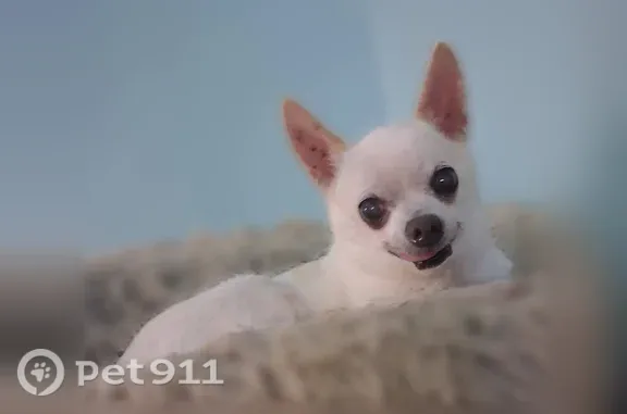 Lost male dog, Lost Branch Road, 501, Lexington — white Chihuahua with beige spots - photo