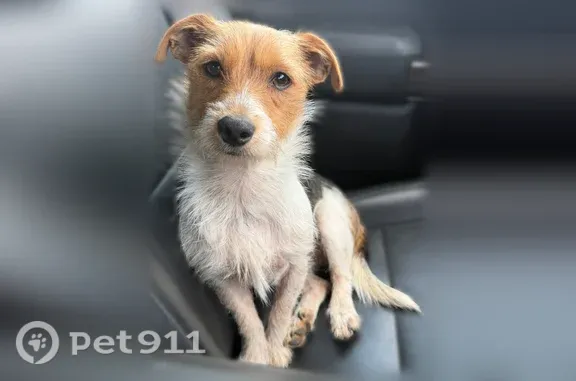Lost male dog, Aster Court, 135, Gaston — playful, small, brown eyes - photo