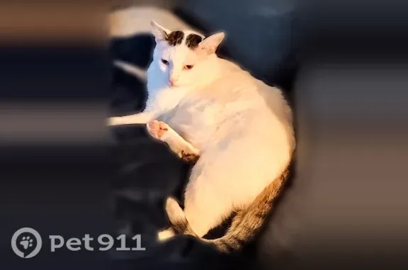 Lost male cat, Orange Oak Circle, 8716, Tampa — white and black - photo