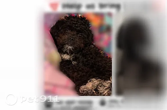 Lost dog, Berkshire Avenue, 227, Bridgeport — black coat with white paws and chest - photo