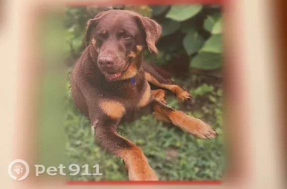 Missing dog Chattanooga, photo: Lost dog, Perch Pass, 316, Chattanooga — female chocolate Lab with a slight limp