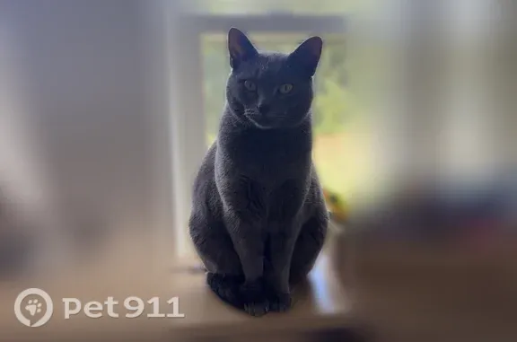 Lost male cat, North Broad Street, 969, Lexington — green eyes - photo