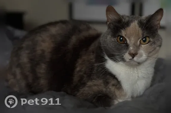 Lost cat, Cheryl Anne Place, Charlotte — 13-year-old dilute calico female - photo
