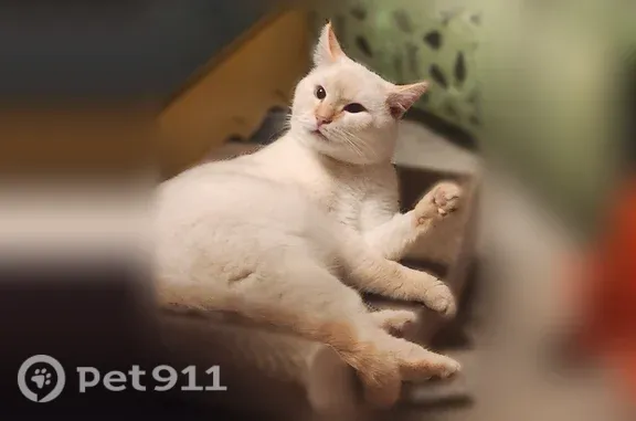 Lost male cat, Perrysville Avenue, 4004, Pittsburgh — flamepoint Siamese mix - photo